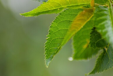 Prunus 'Umineko' haute-tige 10/12