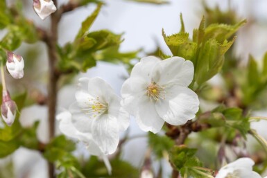 Prunus 'Umineko' haute-tige 10/12
