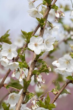 Prunus 'Umineko' haute-tige 10/12