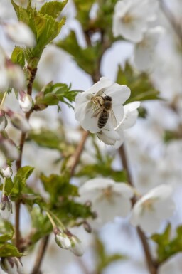 Prunus 'Umineko' cépée