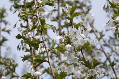 Prunus 'Umineko' cépée
