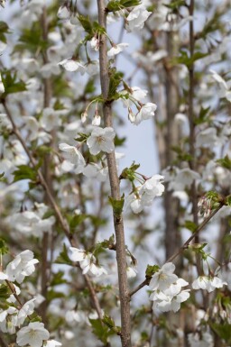 Prunus 'Umineko' cépée