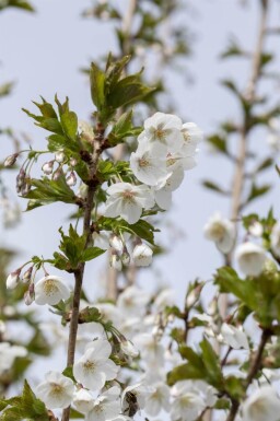 Prunus 'Umineko' cépée
