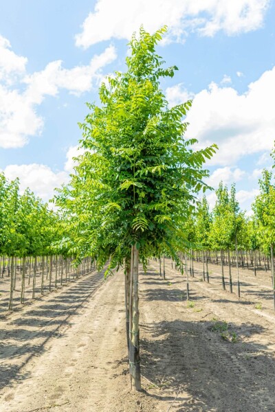 Pterocarya fraxinifolia haute-tige 14/16