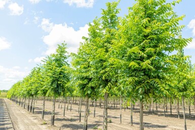 Pterocarya fraxinifolia haute-tige 14/16