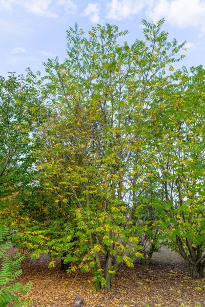 Pterocarya fraxinifolia cépée 300-350