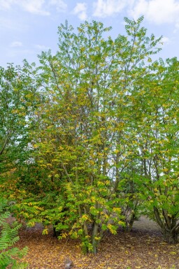 Pterocarya fraxinifolia cépée 300-350