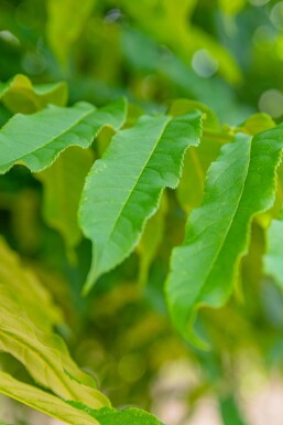 Pterocarya fraxinifolia cépée 300-350