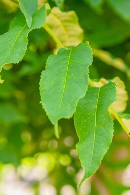 Pterocarya fraxinifolia cépée 300-350