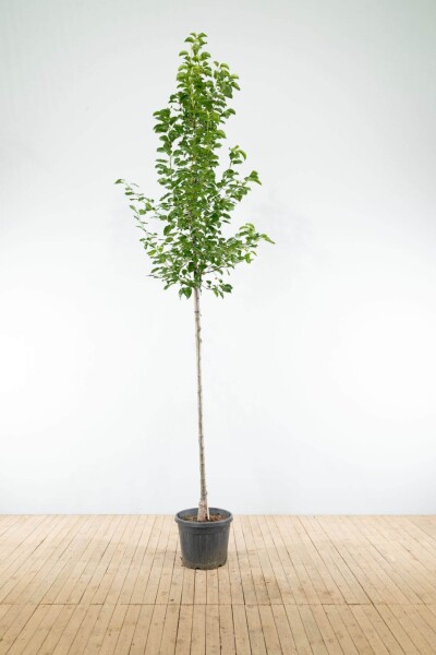 Pyrus calleryana 'Chanticleer' haute-tige 8/10