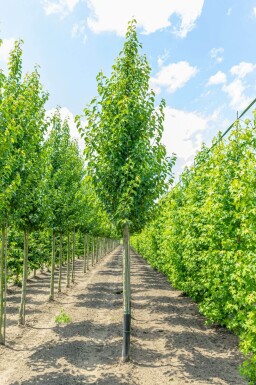 Pyrus calleryana 'Chanticleer' haute-tige 8/10