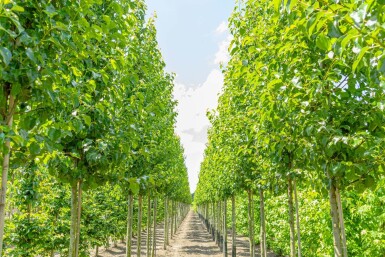 Pyrus calleryana 'Chanticleer' haute-tige 8/10