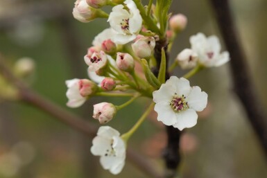 Pyrus calleryana 'Chanticleer' haute-tige 8/10