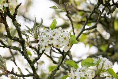 Pyrus calleryana 'Chanticleer' haute-tige 8/10