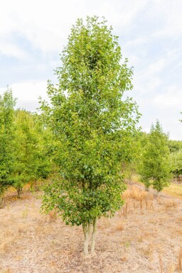 Pyrus calleryana 'Chanticleer' cépée 300-350