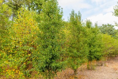 Pyrus calleryana 'Chanticleer' cépée 300-350