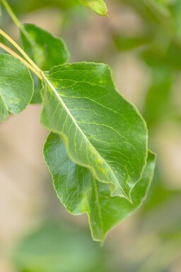 Pyrus calleryana 'Chanticleer' cépée 300-350