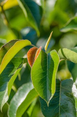 Pyrus calleryana 'Chanticleer' cépée 300-350