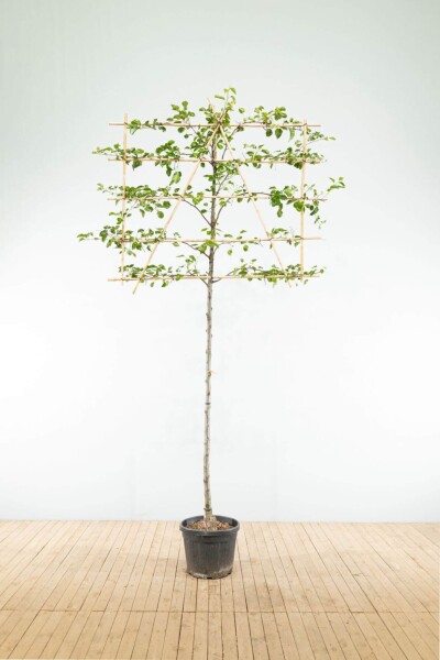 Pyrus calleryana 'Chanticleer' espalier 10/12 180cm tronc 150b x 120h