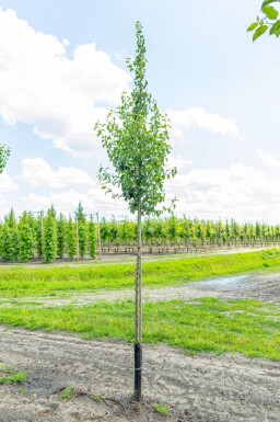 Pyrus communis 'Conference' haute-tige