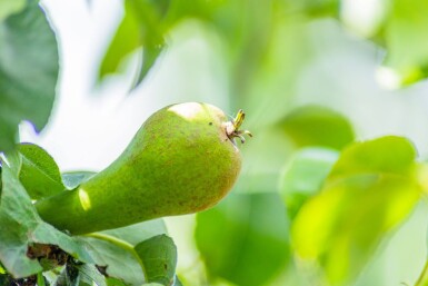 Pyrus communis 'Conference' haute-tige 10/12