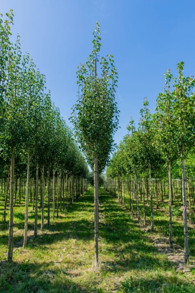 Pyrus communis subsp. caucasica haute-tige 14/16