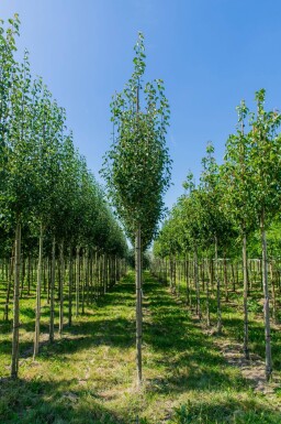 Pyrus communis subsp. caucasica haute-tige 14/16
