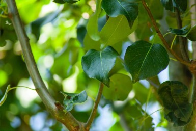Pyrus communis subsp. caucasica haute-tige 14/16