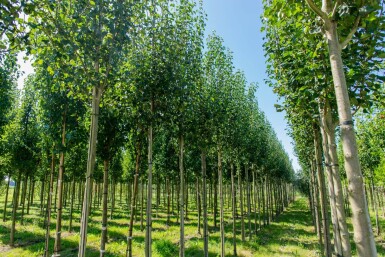 Pyrus communis subsp. caucasica haute-tige 14/16