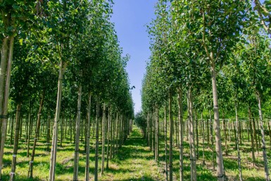 Pyrus communis subsp. caucasica haute-tige 14/16