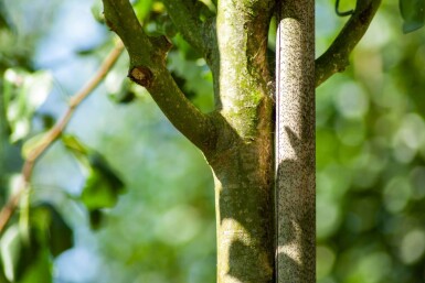 Pyrus communis subsp. caucasica haute-tige 14/16