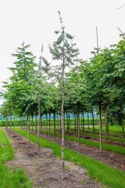 Pyrus salicifolia 'Pendula' haute-tige 4/6