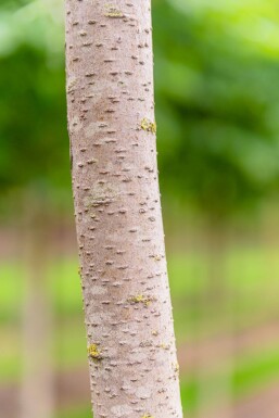 Pyrus salicifolia 'Pendula' haute-tige 4/6