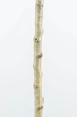 Pyrus salicifolia 'Pendula' haute-tige 4/6