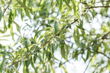 Pyrus salicifolia 'Pendula' haute-tige 4/6