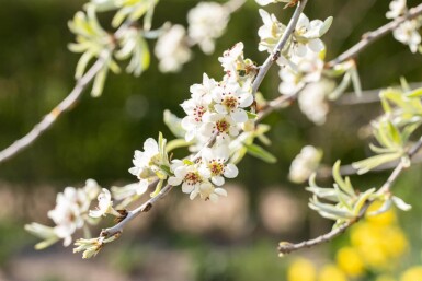 Pyrus salicifolia 'Pendula' haute-tige 6/8 200cm tronc