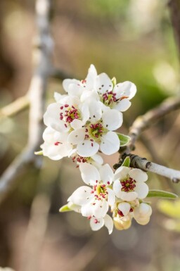 Pyrus salicifolia 'Pendula' demi-tige 120cm tronc