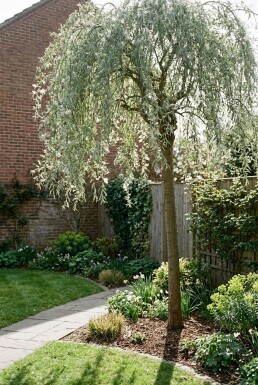 Pyrus salicifolia 'Pendula' demi-tige 120 cm C10