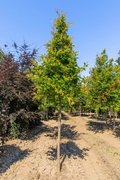 Quercus bicolor haute-tige 12/14