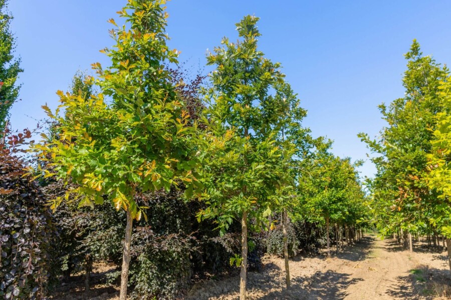 Quercus bicolor haute-tige 12/14