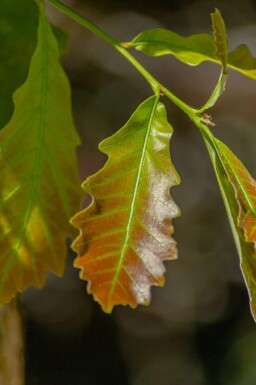 Quercus bicolor haute-tige 12/14
