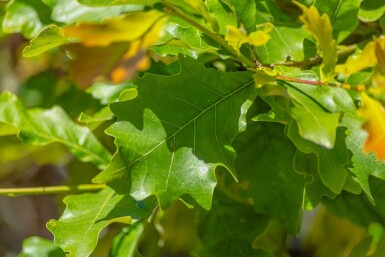 Quercus bicolor haute-tige 12/14