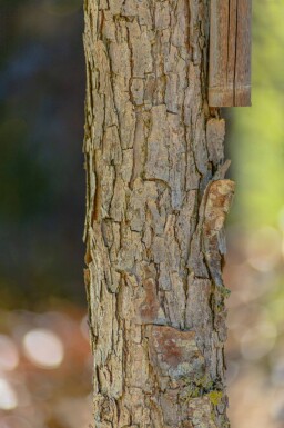 Quercus bicolor haute-tige 12/14
