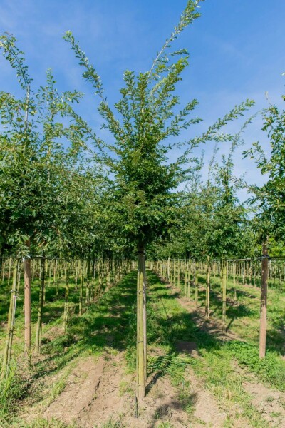 Quercus cerris haute-tige 10/12