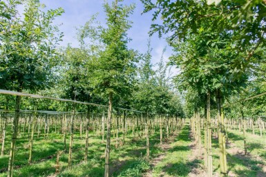Quercus cerris haute-tige 10/12