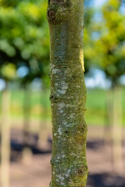 Quercus cerris haute-tige 10/12