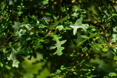 Quercus cerris haute-tige 10/12