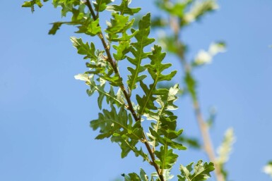 Quercus cerris haute-tige 10/12