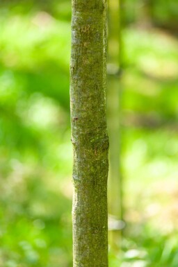 Quercus cerris haute-tige 10/12