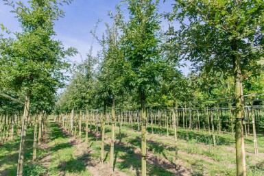 Quercus cerris haute-tige 10/12